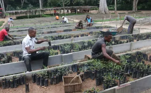 Transplanting seedlings at the Isalowe nursery. Image by Thierry-Paul Kalonji Kalonga. Democratic Republic of Congo, 2020.