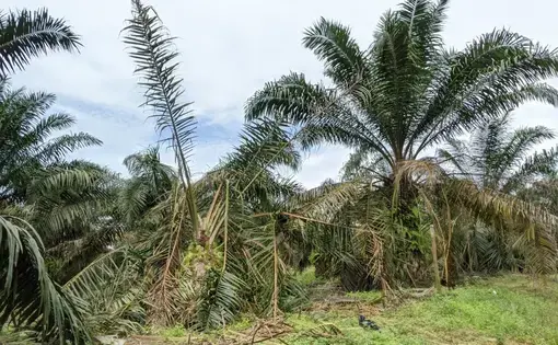 Revenue and Power Drive Forest Area Changes Rainforest