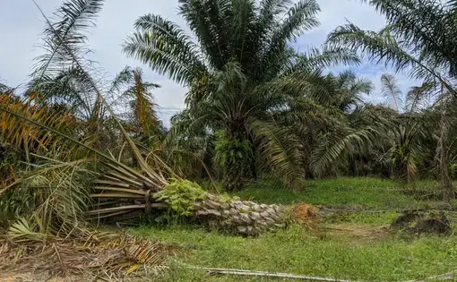 Oil palm damaged by elephants in Jemaluang, Johor. Image by YH Law. Malaysia, June 2020.