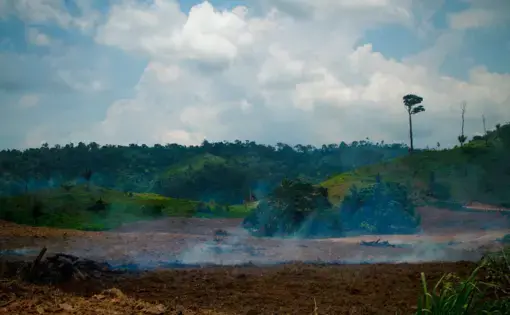 Deforestation on the livestock farm in the municipality of São Félix do Xingu, in Pará. Image by Marcio Isensee/Shutterstock. Brazil.