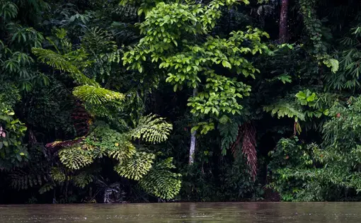 The shore of the Sungai Kayan river in Kalimantan, Borneo. Image courtesy of Shutterstock. Indonesia, date unknown.