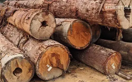 Logs, like these harvested from a permanent reserve forest in Johor, are an important source of revenue for many state governments. Image by YH Law. Malaysia, 2020.