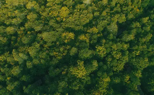 Aerial view of a mangrove forest in Sofifi, North Maluku province, Indonesia.