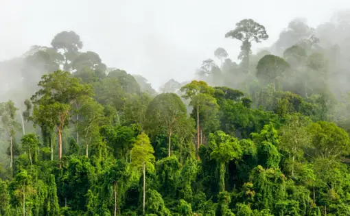 Treetops of dense tropical rainforest with morning fog located near the Malaysia-Kalimantan Border. Image by Shutterstock. Malaysia, date unknown.