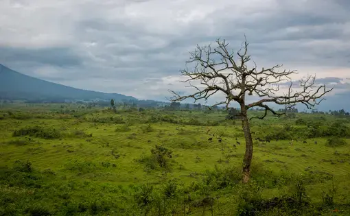 Virunga National Park. Image courtesy of Shutterstock. Democratic Republic of Congo, date unknown.