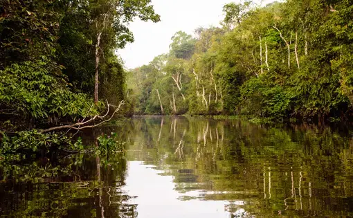 An eye-level view of the Kinabatangan River in Sabah, Malaysian Borneo, which is the second longest river in Malaysia. JT Platt / Shutterstock. Undated.