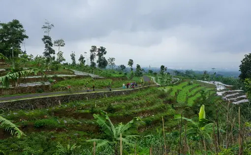 A community reforestation project in Central Java, Indonesia.