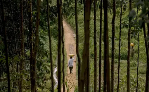 Villager seen through eucalyptus trees.