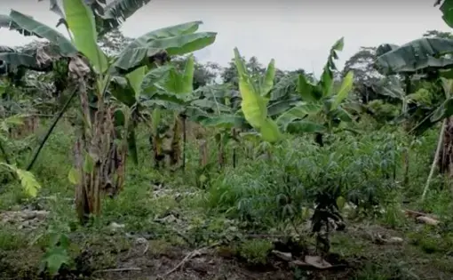 A plantation of yucca and plantains, with a cloudy sky in the background.