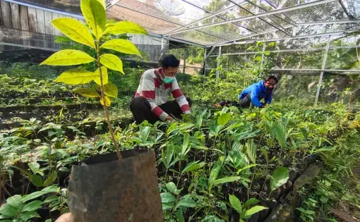 Two men crouch and check on tree seeds at a seedling nursery inside a greenhouse.