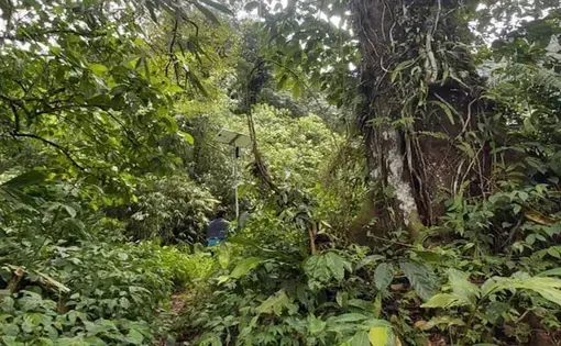 Tasuri, an environmental activist, walking through a dense forest.
