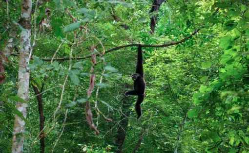A crowned rhinoceros monkey hanging from a tree branch in the forest.