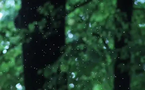 A swarm of flies in a forest.
