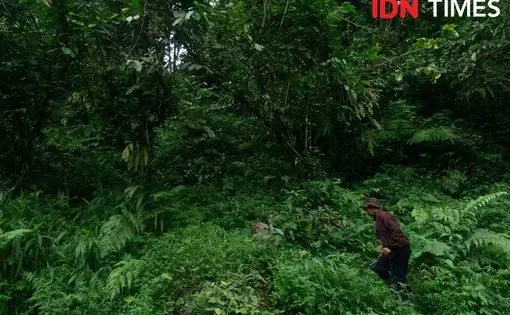 Farmer searches for birds in the forest.