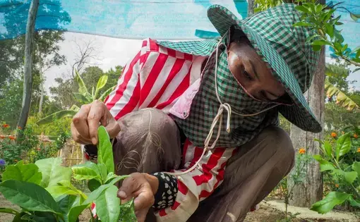 A local butterfly farmer collects butterfly eggs from plant leaves on her farm in Tatai Leu village