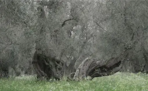 A 1000-year-old olive tree infected by Xylella fastidiosa.