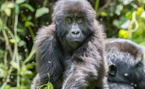 Close up shot of gorilla in the forest.