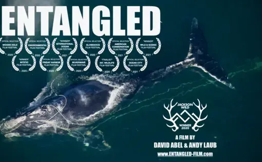 Promotional still from 'Entangled' with a whale swimming just under the surface of the ocean. The film's title and award logos are over the photo.
