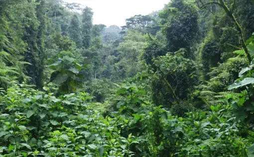 Cropped image of the project image
