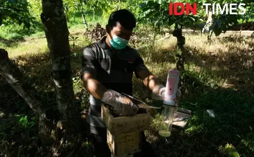 Pemanenan madu lebah klanceng hasil budidaya meliponikultur di Dukuh Mendolo Wetan, Lebakbarang, Pekalongan, Jawa Tengah. IDN Times/Dhana Kencana