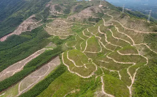 aerial view of acacia plantations