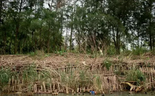 a damaged river embankment made up of indigenous trees and bamboo