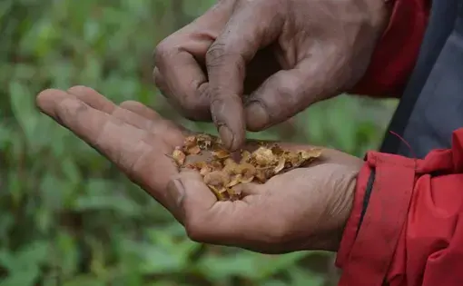 Biji kesek setelah dipetik dan siap disemai tanpa perlakukan khusus di green house Desa Ranu Pani, Kecamatan Senduro, Kabupaten Lumajang, Jawa Timur. Titik Kartitiani / Ekuatorial