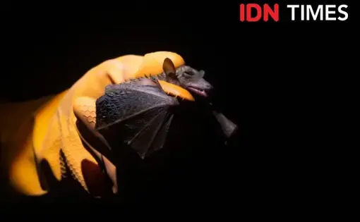 Kelelawar yang ditangkap di hutan hujan tropis Petungkriyono, Pekalongan, Jawa Tengah. IDN Times/Dhana Kencana