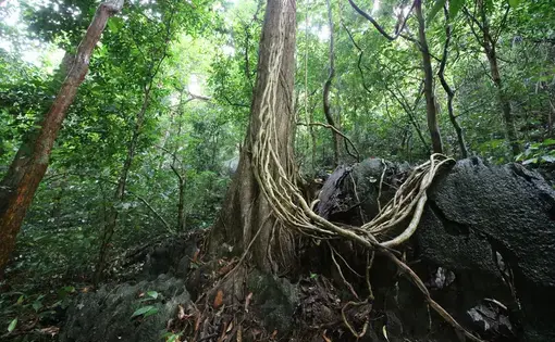 worm's eye view of a dense rainforest