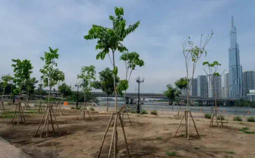 Newly-planted trees with Ho Chi Minh City's skyline in the background