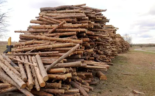 stack of cut pine tree logs in a forest