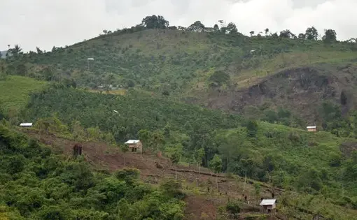 Deforestasi di Jambi. (ANTARA FOTO/Wahdi Septiawan)