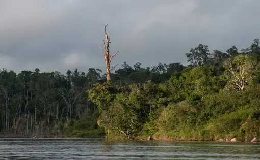 trees on the bank of a river