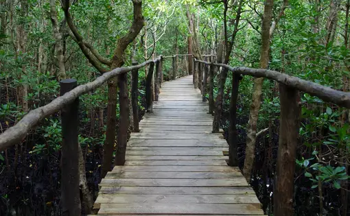 Mangrove forest on the Zanzibar island. Image by Pascal Rateau/Shutterstock. Tanzania.