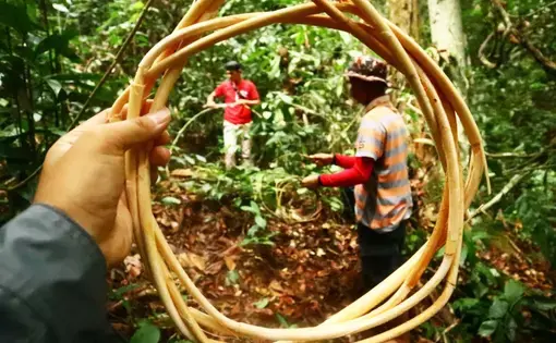 Rotan, salah satu hasil hutan bukan kayu dari Nagari Paru. Foto: Jaka HB/Mongabay Indonesia