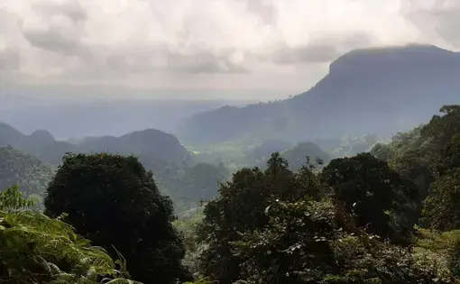 Foto utama: Warga nagari menjaga hutan, antara lain, demi menjaga sumber air buat pertanian tetap mengalir. Foto: Jaka HB? Mongabay Indonesia