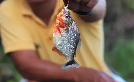 Piranha from the Amazon River. Image by Magdalena Paluchowska/Shutterstock. Brazil, date unknown.