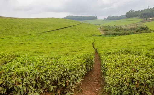 Largest tea plantation of Cameroon, with paths leading through on overcast day. Image by Fabian Plock/Shutterstock. Cameroon, date unknown.