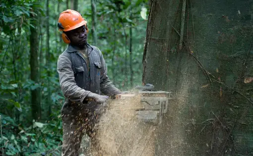 A lumberjack cutting down a tree in the jungle. Image courtesy of Shutterstock. Cameroon, 2012.