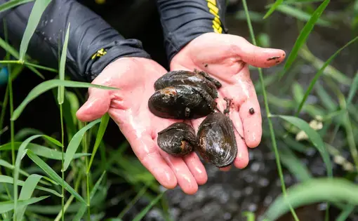 freshwater mussels in hands