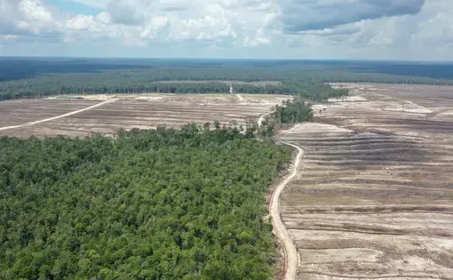 A tropical forest is surrounded by patches of empty land in Indonesia.
