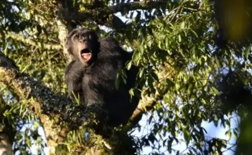a monkey on a tree branch in Rwanda's Gishwati Mukura rainforest