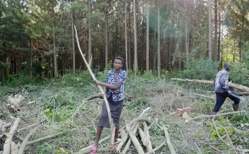 A woman holds a tree branch.