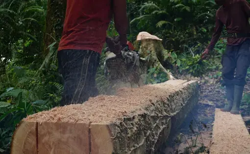 A man cuts down a tree.