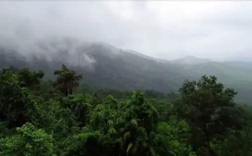 An aerial overview of a forest and its tropical trees. Above, the sky is covered in mist and fog.