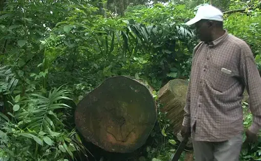 A person holds a machete and looks at a tree stump.