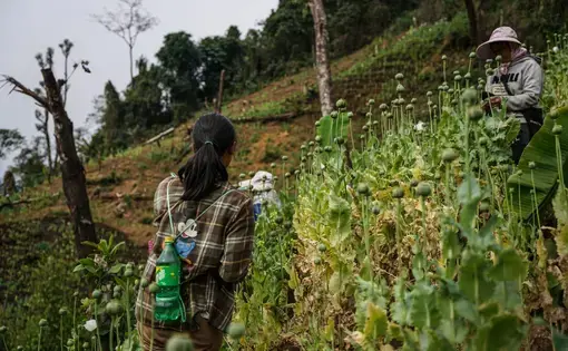A woman packs plants into her canvas bag.