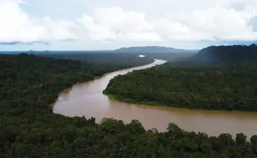 Aerial shot of a tropical rainforest and its muddy river stream.