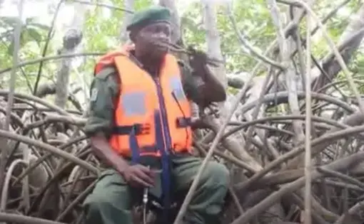 A man sits on a pile of mangroves
