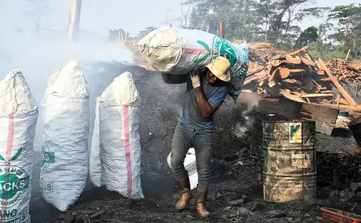 A person carries a canvas sack with two arms. In the foreground, there is charcoal burning, three white sacks, and rainforest trees.